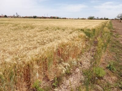 Introducing Rigid Gated Pipe Irrigation Method to Sudan a Pilot Project in the Gezira Scheme