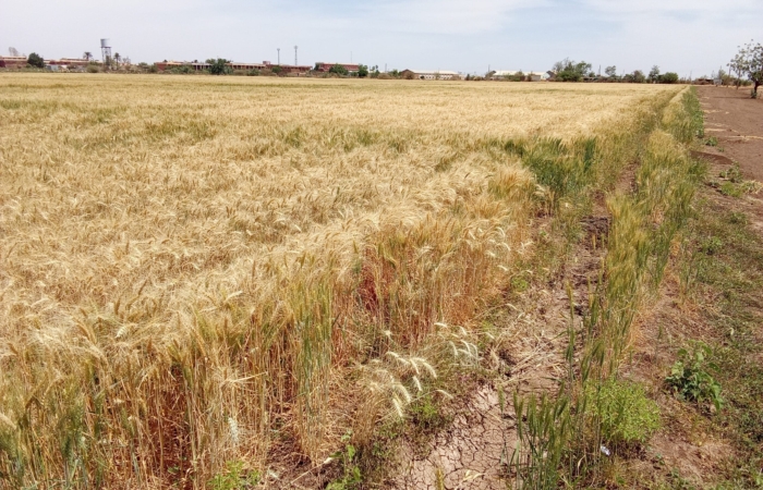  Introducing Rigid Gated Pipe Irrigation Method to Sudan a Pilot Project in the Gezira Scheme