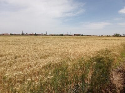 Introducing Rigid Gated Pipe Irrigation Method to Sudan a Pilot Project in the Gezira Scheme