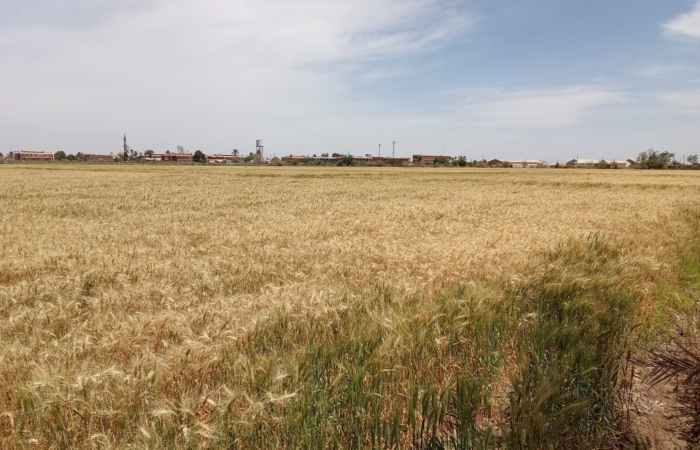  Introducing Rigid Gated Pipe Irrigation Method to Sudan a Pilot Project in the Gezira Scheme