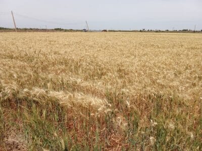 Introducing Rigid Gated Pipe Irrigation Method to Sudan a Pilot Project in the Gezira Scheme