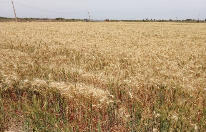  Introducing Rigid Gated Pipe Irrigation Method to Sudan a Pilot Project in the Gezira Scheme