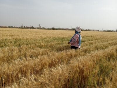 Introducing Rigid Gated Pipe Irrigation Method to Sudan a Pilot Project in the Gezira Scheme