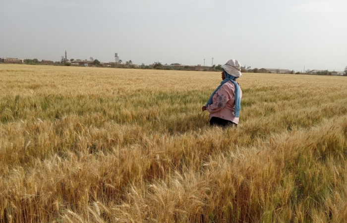  Introducing Rigid Gated Pipe Irrigation Method to Sudan a Pilot Project in the Gezira Scheme