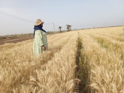 Introducing Rigid Gated Pipe Irrigation Method to Sudan a Pilot Project in the Gezira Scheme