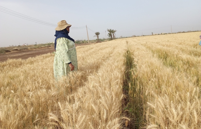  Introducing Rigid Gated Pipe Irrigation Method to Sudan a Pilot Project in the Gezira Scheme