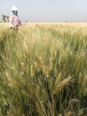 Introducing Rigid Gated Pipe Irrigation Method to Sudan a Pilot Project in the Gezira Scheme