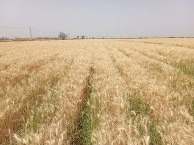 Introducing Rigid Gated Pipe Irrigation Method to Sudan a Pilot Project in the Gezira Scheme