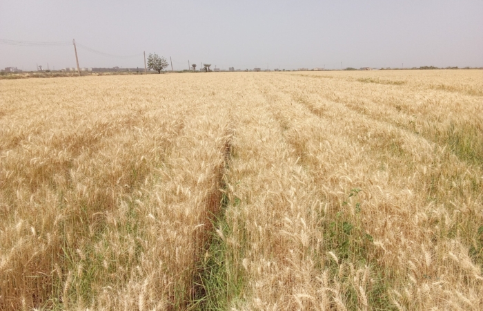  Introducing Rigid Gated Pipe Irrigation Method to Sudan a Pilot Project in the Gezira Scheme