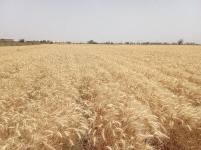 Introducing Rigid Gated Pipe Irrigation Method to Sudan a Pilot Project in the Gezira Scheme