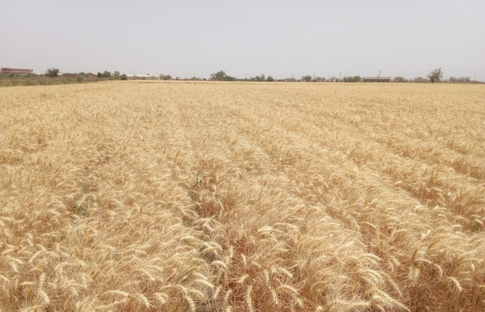  Introducing Rigid Gated Pipe Irrigation Method to Sudan a Pilot Project in the Gezira Scheme