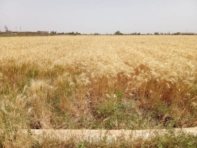 Introducing Rigid Gated Pipe Irrigation Method to Sudan a Pilot Project in the Gezira Scheme