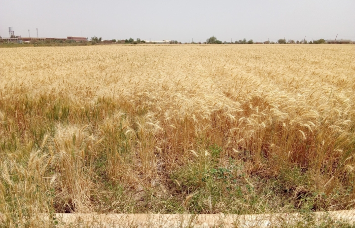  Introducing Rigid Gated Pipe Irrigation Method to Sudan a Pilot Project in the Gezira Scheme