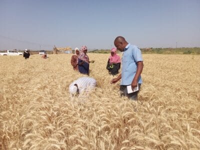 Introducing Rigid Gated Pipe Irrigation Method to Sudan a Pilot Project in the Gezira Scheme