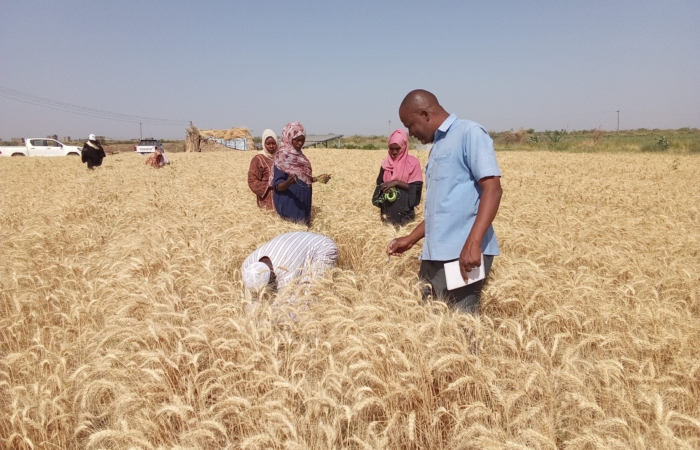  Introducing Rigid Gated Pipe Irrigation Method to Sudan a Pilot Project in the Gezira Scheme