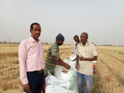 Introducing Rigid Gated Pipe Surface Irrigation Method to Sudan: A collboration between Sudan NextGen, Faculty of Agric. Sci. &ndash; University of Gezira, Agric. Res. Corporation and Gezira Scheme.
