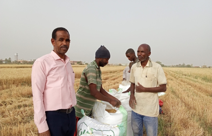  Introducing Rigid Gated Pipe Surface Irrigation Method to Sudan: A collboration between Sudan NextGen, Faculty of Agric. Sci. &ndash; University of Gezira, Agric. Res. Corporation and Gezira Scheme.