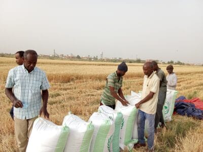 Introducing Rigid Gated Pipe Surface Irrigation Method to Sudan: A collboration between Sudan NextGen, Faculty of Agric. Sci. &ndash; University of Gezira, Agric. Res. Corporation and Gezira Scheme.