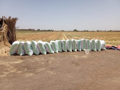 Introducing Rigid Gated Pipe Surface Irrigation Method to Sudan: A collboration between Sudan NextGen, Faculty of Agric. Sci. &ndash; University of Gezira, Agric. Res. Corporation and Gezira Scheme.